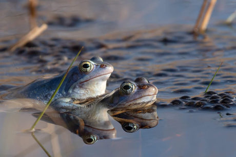 Spiegeltje, spiegeltje