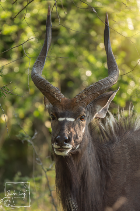 Mannetjes Nyala