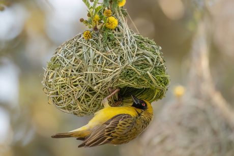 Wever met nest