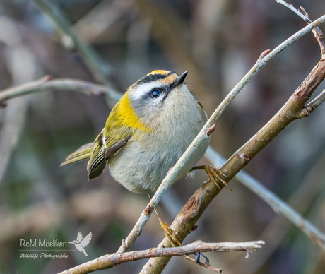 Het vuurgoudhaantje.