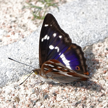 Grote weerschijnvlinder