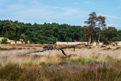 Oud hout