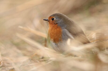 Roodborst.