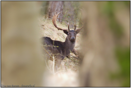 Wie had wie eerder door