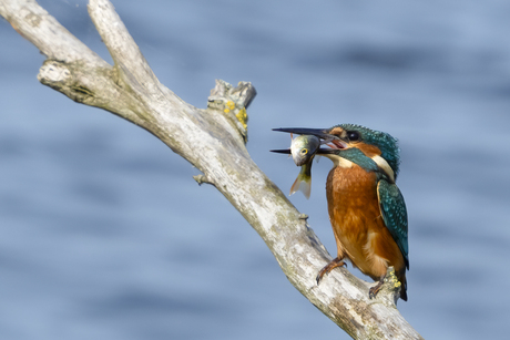 Kingfisher, IJsvogel