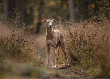 Whippet