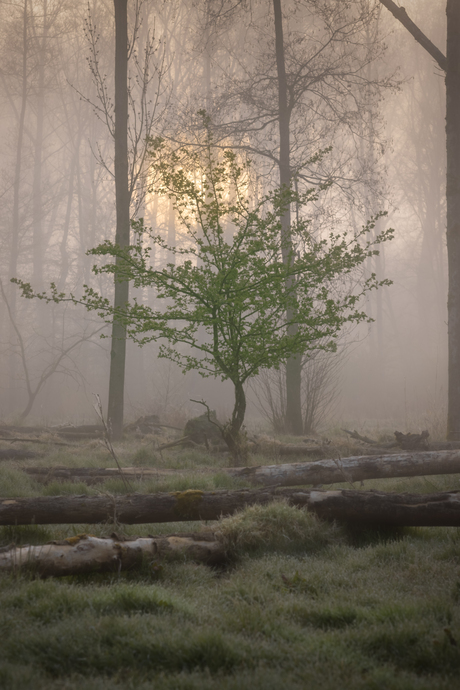 Mistige ochtend in het bos.