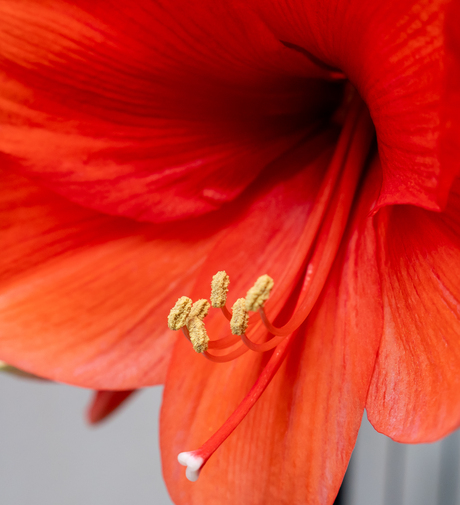 Amaryllis – warm contrast en rijke textuur