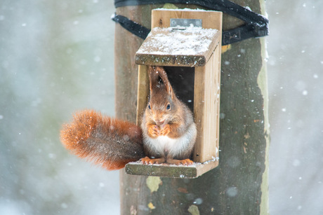 notenhuisje gekraakt