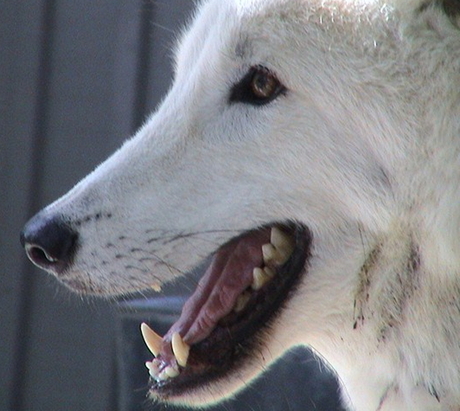 Wolf