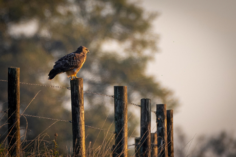 Buizerd warmt op in de ochtendzon