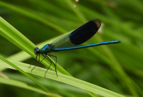 Een libelle bij 't Soar
