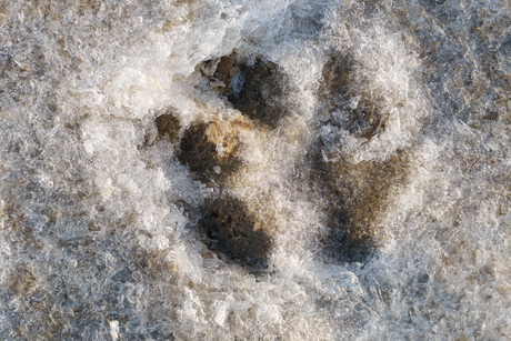 hondenpoot in ijskristallen