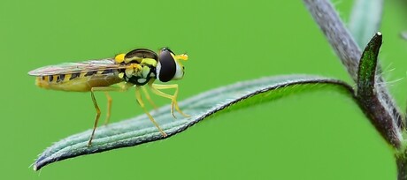 En nu salto achterover