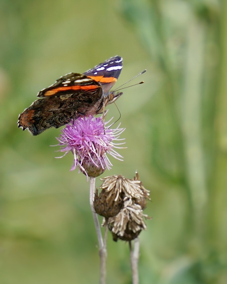 Atalanta op distel