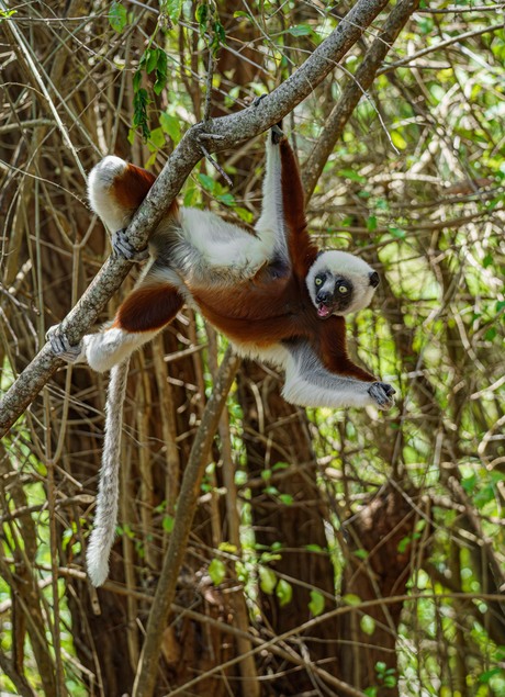 Coquerels Kroonsifaka