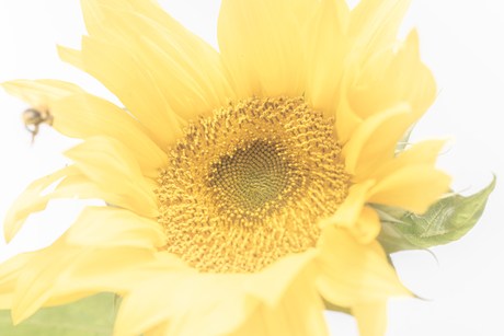 "Zacht Licht, Gele Vlucht"