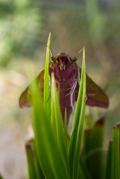 Groot avondrood nachtvlinder