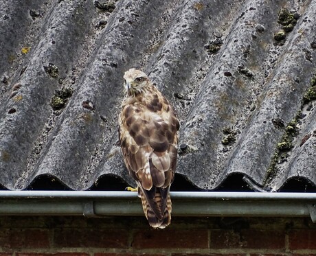 Buizerd