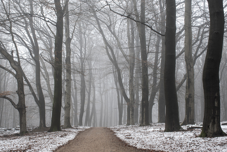 Mist en sneeuw op de Veluwe