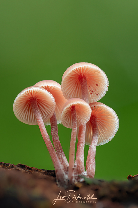 Grote Bloedsteelmycena's