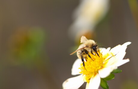 wollig bijtje