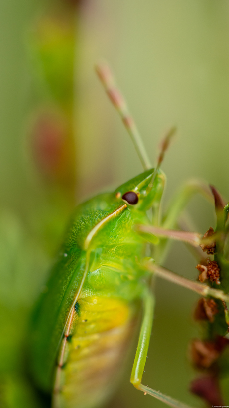 zuidelijke groene schildwants
