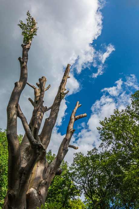 Een 'dode' boom waar nog leven in zit - foto Jan Korebrits