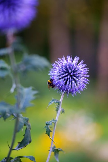 Distelbloem met hommeltje