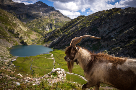 Berggeit in Ticino - Lago Bianco