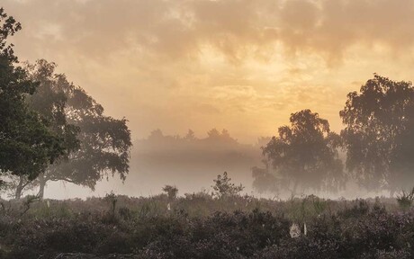 Zonsopkomst op de hei