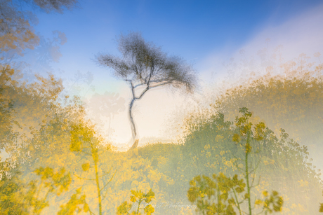 multiple exposure van raapzaad en een boompje