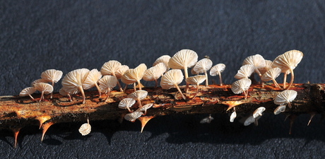 zwammetjes op braamtakje