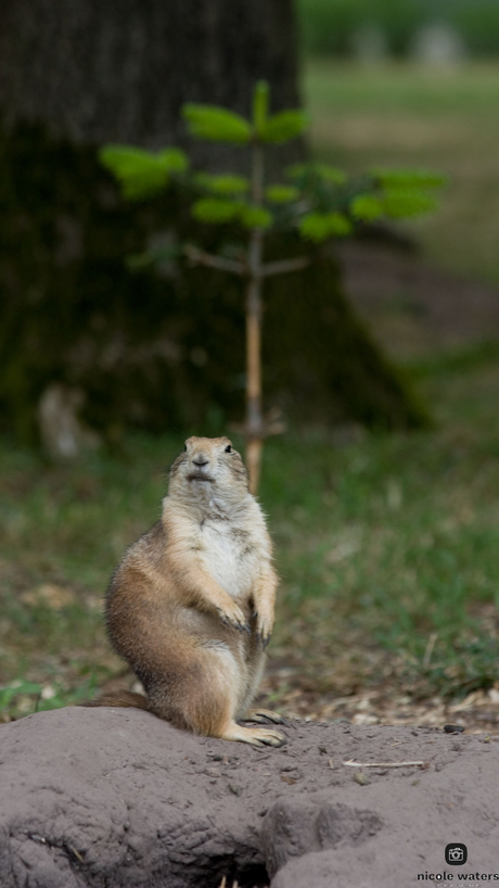 prairihond :wat moet je?