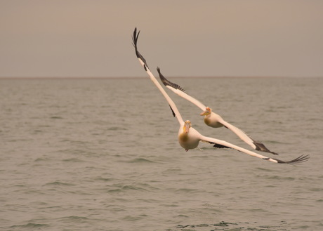 Pelican