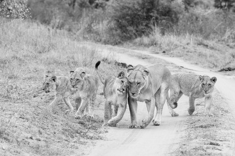 Familie leeuw