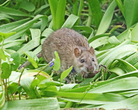 rat