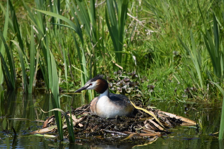 Fuut op nest