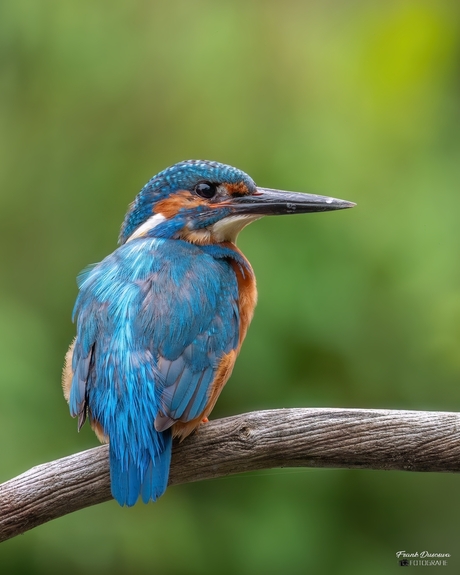 IJsvogel (Alcedo atthis).