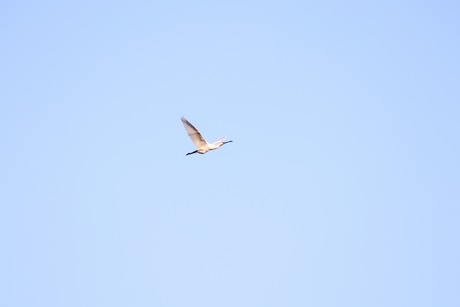 Lepelaar in de lucht