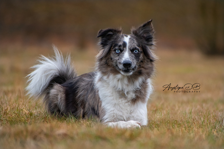 just a beautiful dog laying down