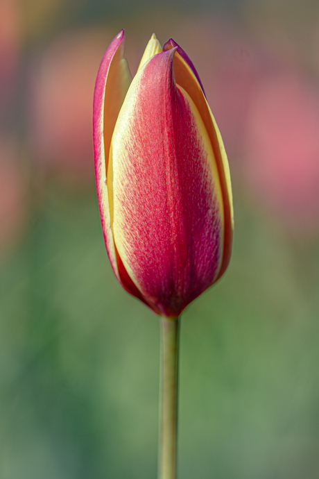 Tulp in knop