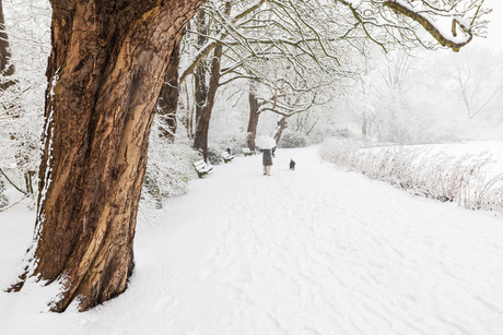 Wandelaar in winters Heempark