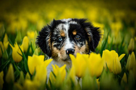 Mailo in de tulpen