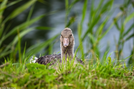 Jonge Grauwe Gans
