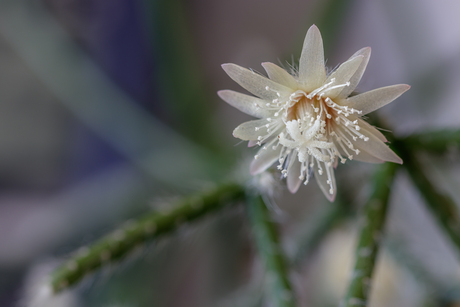 Rhipsalis Pilocarpa bloem