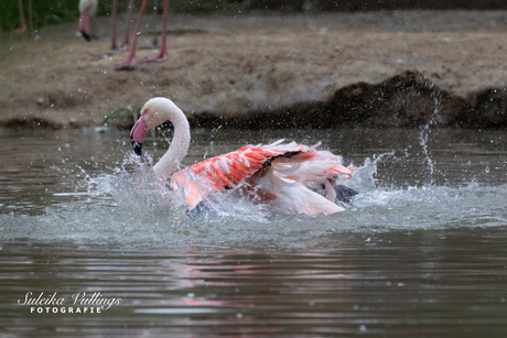 Flamingo Badderen