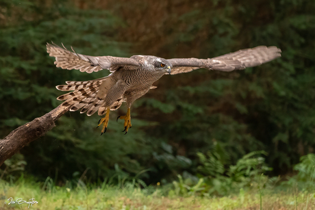 Female hawk's razor-sharp gaze