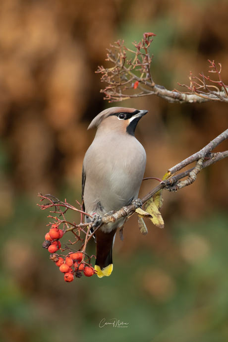 Pestvogel