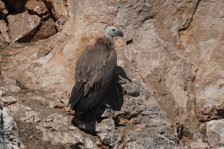 Vale Gier, Gorges du Verdon